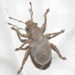 Strophosoma capitatum