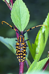 Aristobia reticulator