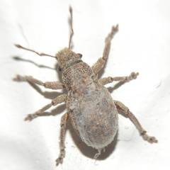 Strophosoma capitatum