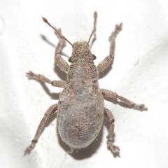 Strophosoma capitatum