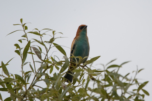 Chestnut-backed Tanager (Stilpnia preciosa), photo 6