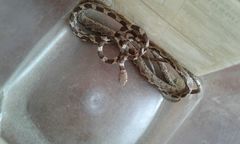 Imantodes gemmistratus