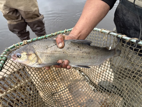 Broad whitefish (Coregonus nasus) — Salmonidae