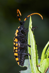 Aristobia reticulator