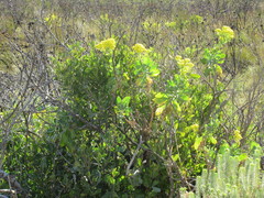 Searsia lucida lucida