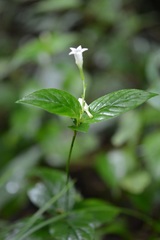 Spigelia humboldtiana