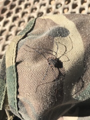 Trachyrhinus favosus