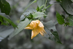 Dendrosida sharpiana