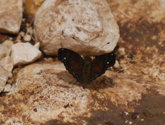 Anthanassa argentea