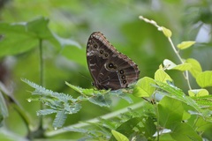 Morpho helenor octavia