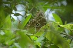 Morpho helenor octavia