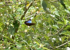 Morpho helenor montezuma