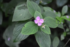 Heterocentron muricatum