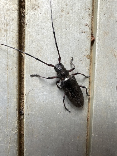 White-spotted Sawyer