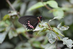 Parides erithalion polyzelus