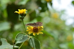 Pellicia