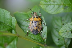 Brochymena splendida