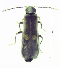 Malthodes pumilus