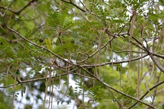 Alvaradoa amorphoides