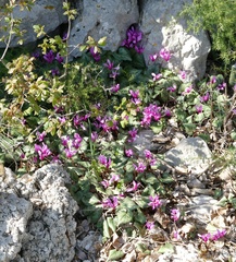 Cyclamen repandum