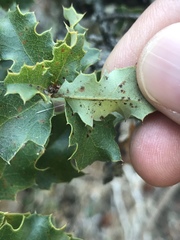 Quercus palmeri