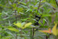 Macrocneme chrysitis