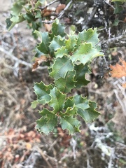 Quercus palmeri
