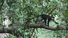 Cercopithecus ascanius schmidti