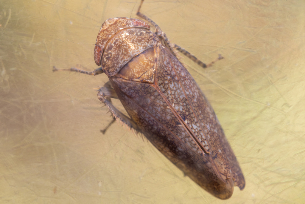 Paraphlepsius dentatus