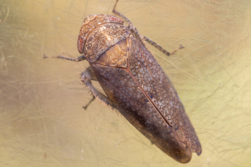 Paraphlepsius dentatus