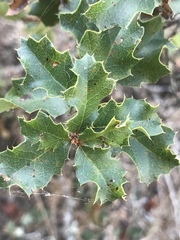 Quercus palmeri