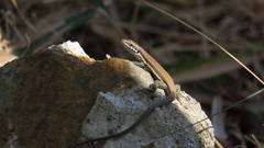 Phoenicolacerta troodica