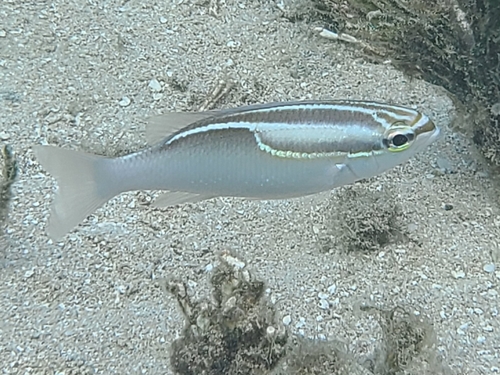 Monocle bream (Scolopsis trilineata) — Nemipteridae — 5