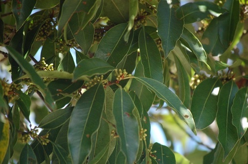 White bully (Sideroxylon salicifolium)