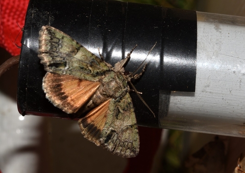 Guernsey Underwing, XP9H+89, 18030 Castel Vittorio IM, Italia, photo 10 of 10