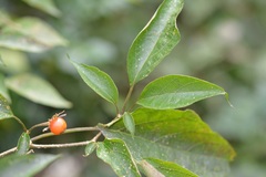 Lycianthes lenta