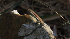 Phoenicolacerta troodica