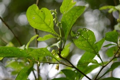 Physalis campechiana