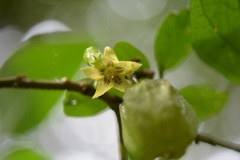 Physalis campechiana