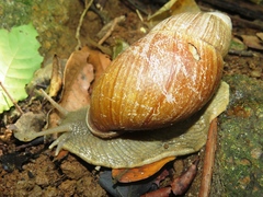Megalobulimus