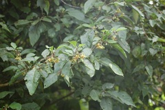 Physalis campechiana