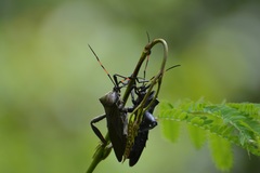 Pachylis acutangulus