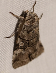 Sympistis chionanthi