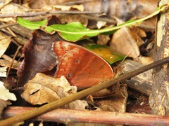 Papilionoidea