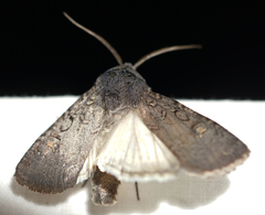 Euxoa velleripennis