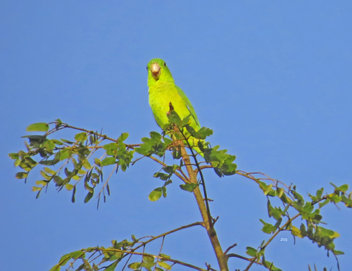 Riparian Parrotlet (Forpus crassirostris), photo 10