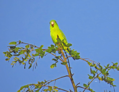 Forpus crassirostris