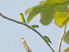 Forpus crassirostris