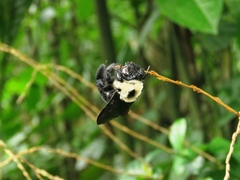 Xylocopa grisescens