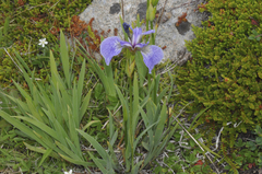 Iris hookeri